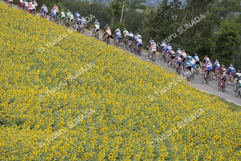 Sunflower field008p.jpg
